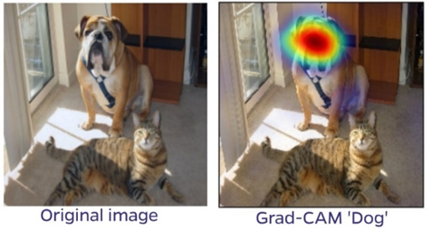 Illustration of the Grad-CAM output showing the regions of the image used in classifying the image as a ‘dog’. Adapted from Figure 1 of Selvaraju et al, 2016 (arxiv.org/abs/1610.02391)